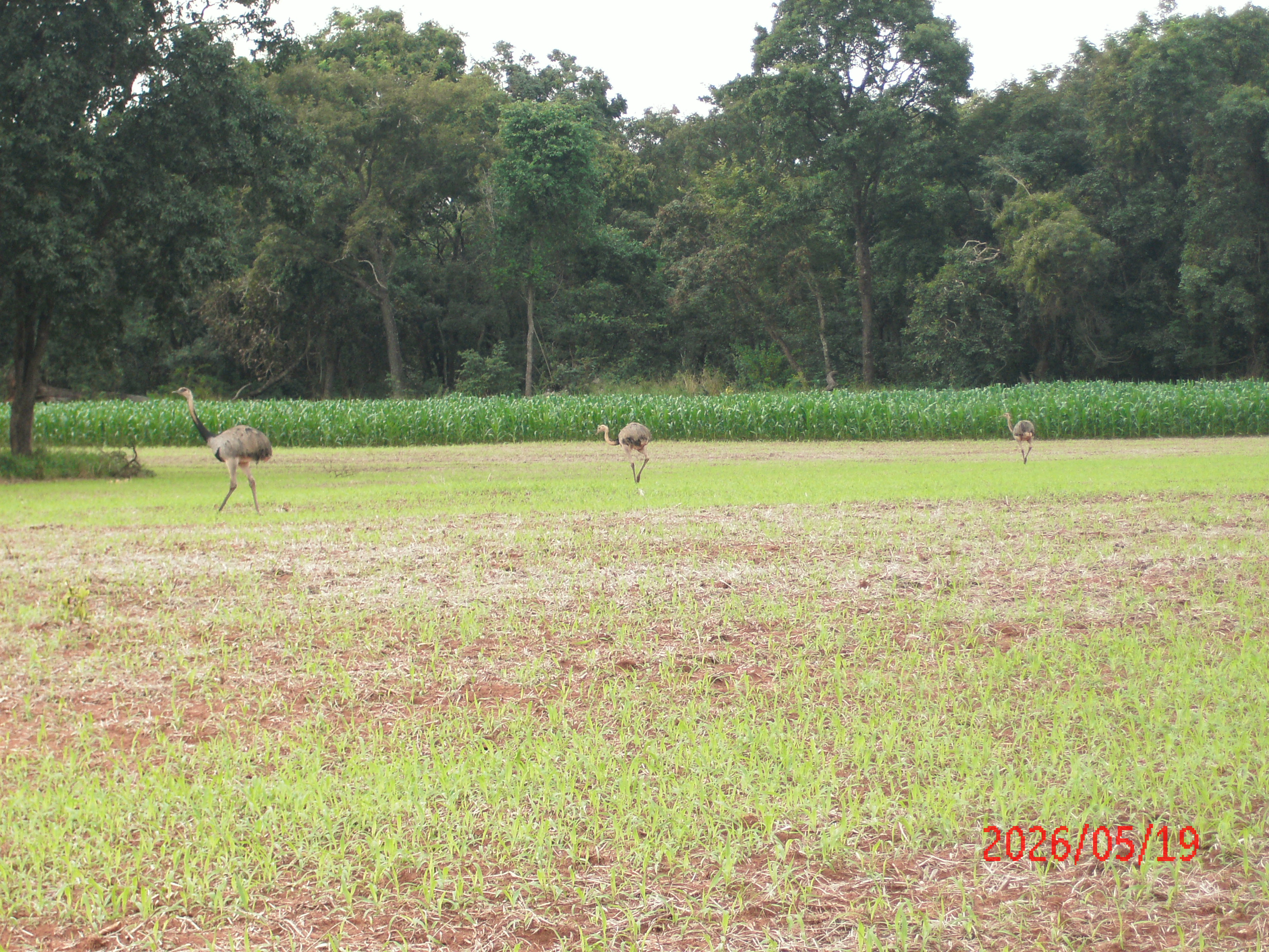 image_here